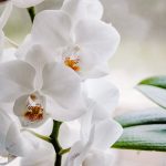 Coltivare le orchidee in casa: i fattori da prendere in considerazione