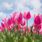piantare-tulipani