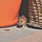 3 tipici errori nel preparare una trappola per topi